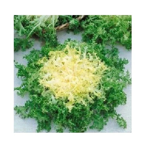 Green Curled Ruffle Endive Seeds 200-8000 Heirloom Cichorium endivia for Salad, Tender Leaves, Non-GMO, Easy to Grow