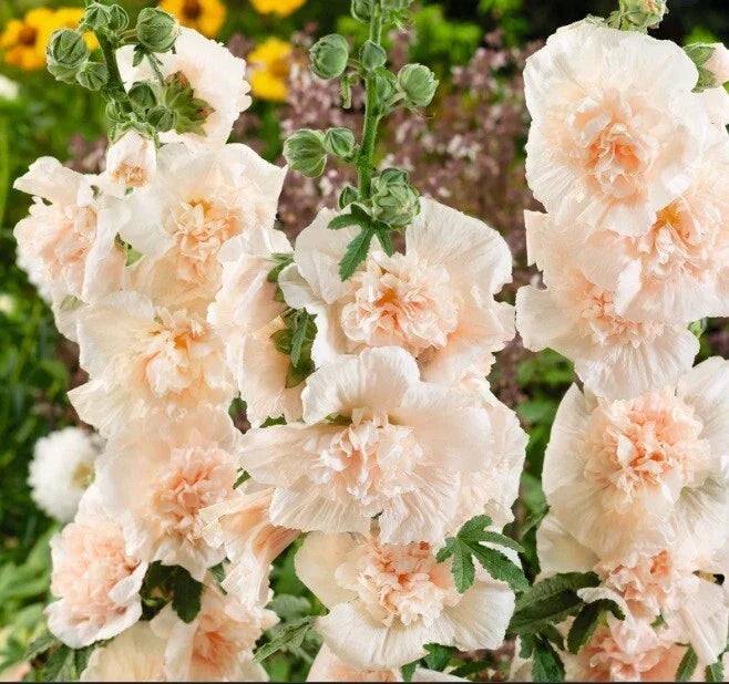 Double Champagne Hollyhock Seeds - 25 Perennial Flower Seeds - Alcea rosea - Elegant Champagne Blooms - US Seller