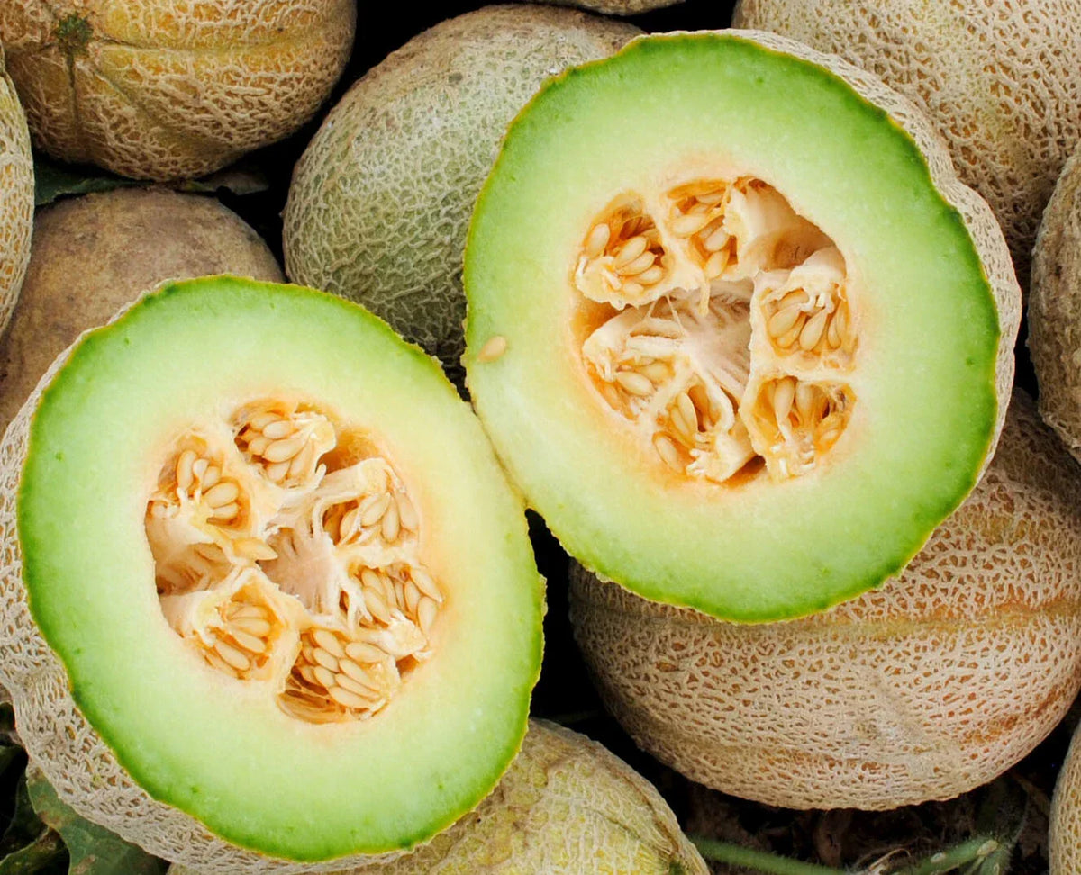 Rocky Ford Cantaloupe Seeds - 50+ Premium Eden Gem Melon - Cucumis melo - Green Flesh, Non-GMO, Great for Home Gardens