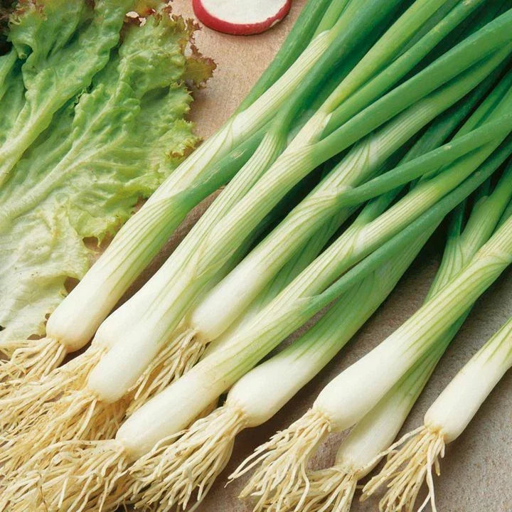 White Lisbon Onion Seeds | Heirloom Scallion Bunching | Non-GMO Allium fistulosum | 100 Seeds for Home Gardening