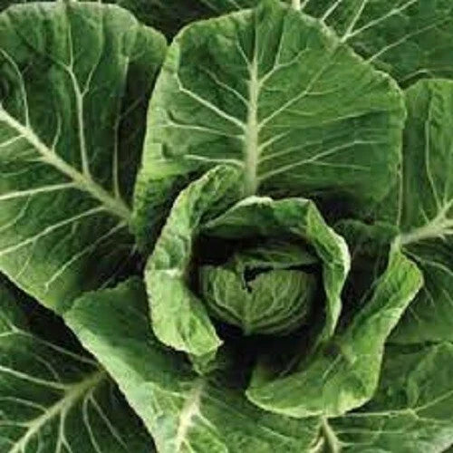 Premium Vates Collard Greens Seeds - Organic Heirloom - Brassica oleracea var. viridis - Home Gardening Vegetable Seeds