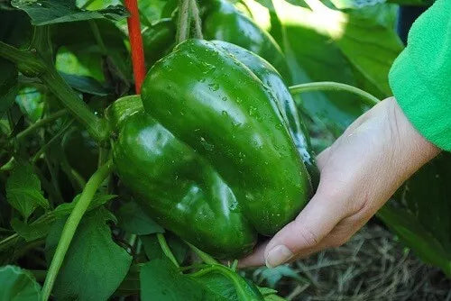 Giant Keystone Resistant Sweet Heirloom Tomato Seeds - 100+ Non-GMO Organic Seeds - Solanum lycopersicum