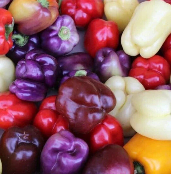 Bell Pepper Seeds Mix - 50+ Seeds in Red, Purple, Green, White, Yellow, Chocolate - Capsicum annuum Gardening Veggies