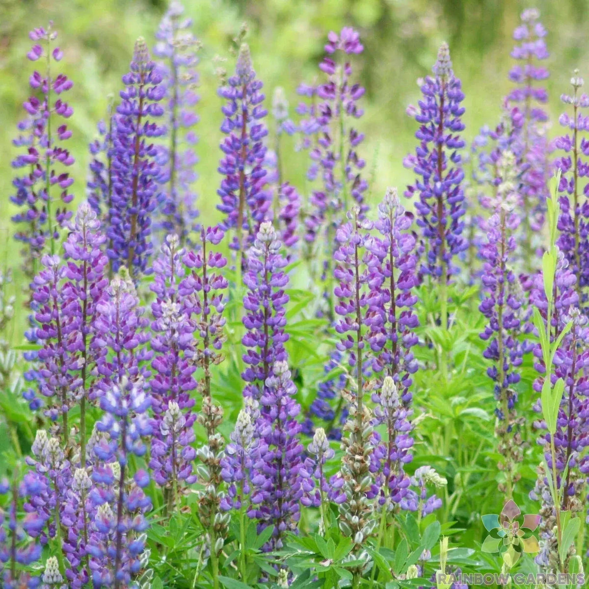 Wild Perennial Mix Lupine Seeds - 25+ Pack - Colorful Variety - Lupinus perennis - USA Grown - Attracts Pollinators