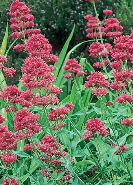 Valerian Seeds 100 Count Pink Betty Centranthus Ruber Perennial Flower Seeds for Garden Planting