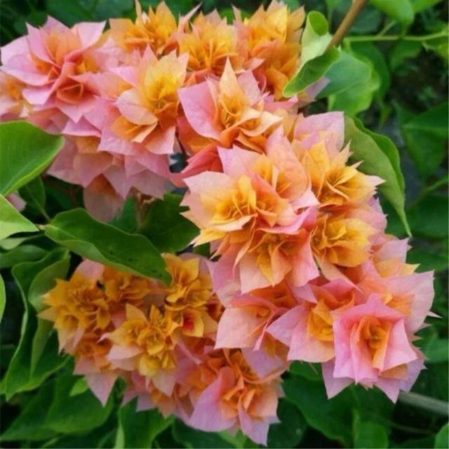 Bougainvillea Plant 3 Gallon Big Double Petals Orange Pink Bougainvillea glabra - Hardy Climbing Flowering Vine