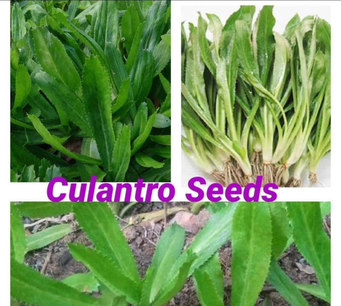 Culantro Seeds 200 Count - Mexican Coriander Eryngium foetidum - Non-GMO Culinary Herb for Garden & Indoor Use