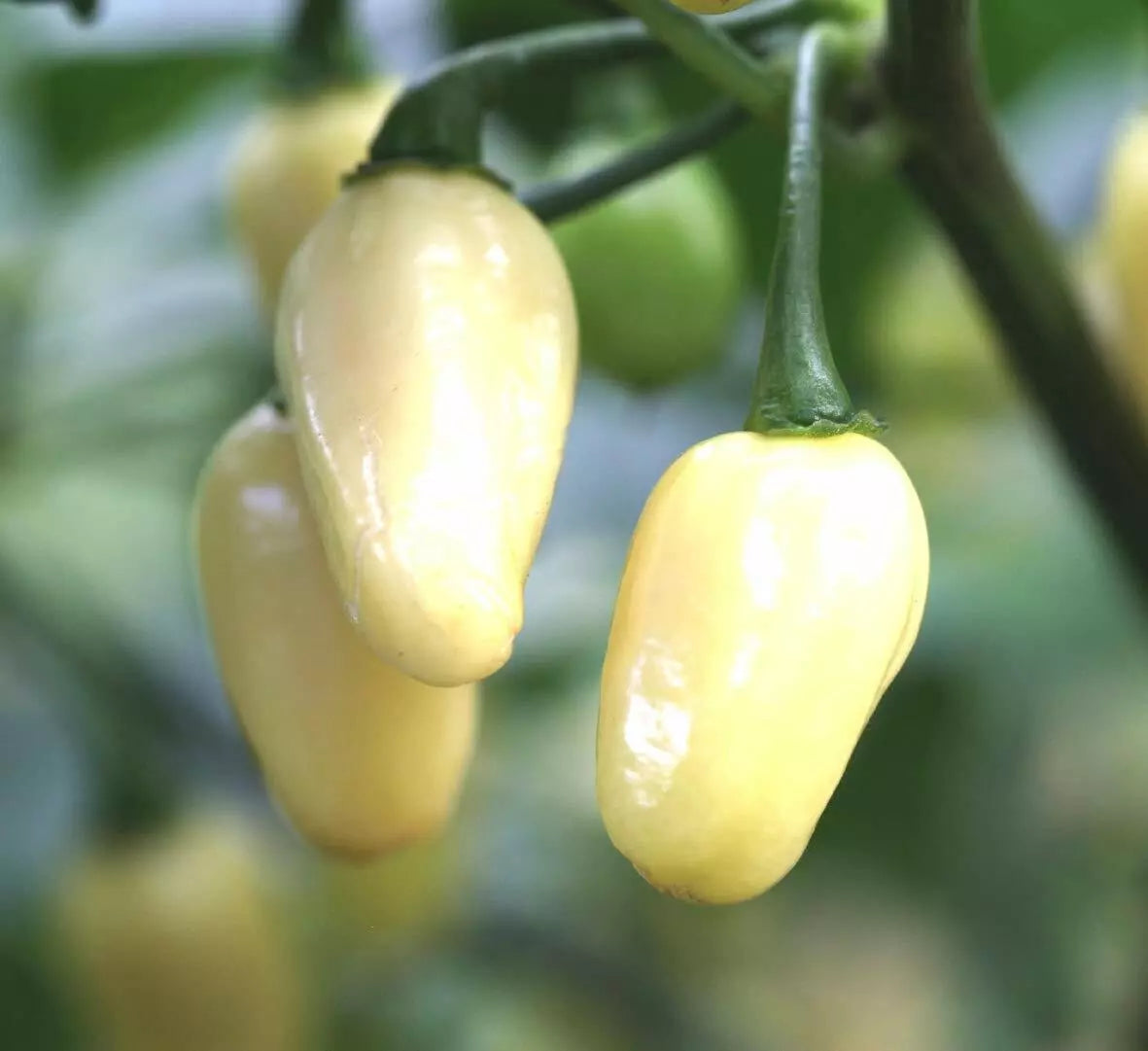 Mini White Habanero Pepper Seeds - NON-GMO Peruvian Variety - Capsicum chinense - Compact Growth for Small Gardens