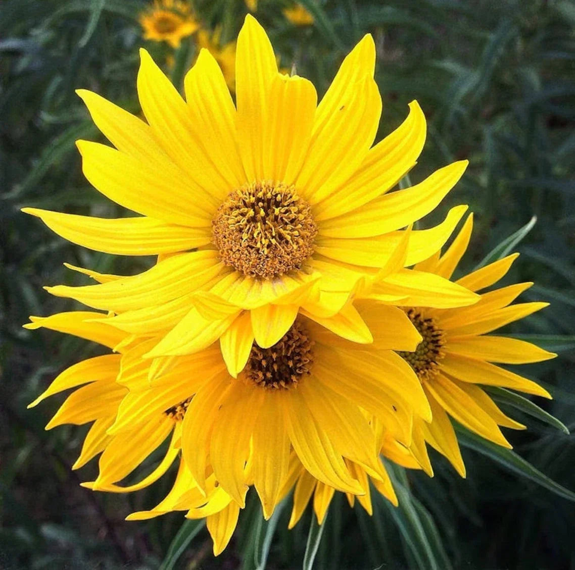 Maximilian Sunflower Seeds - 50+ Non-GMO Perennial Heirloom - Helianthus maximiliani - Yellow Blooms for Vibrant Gardens