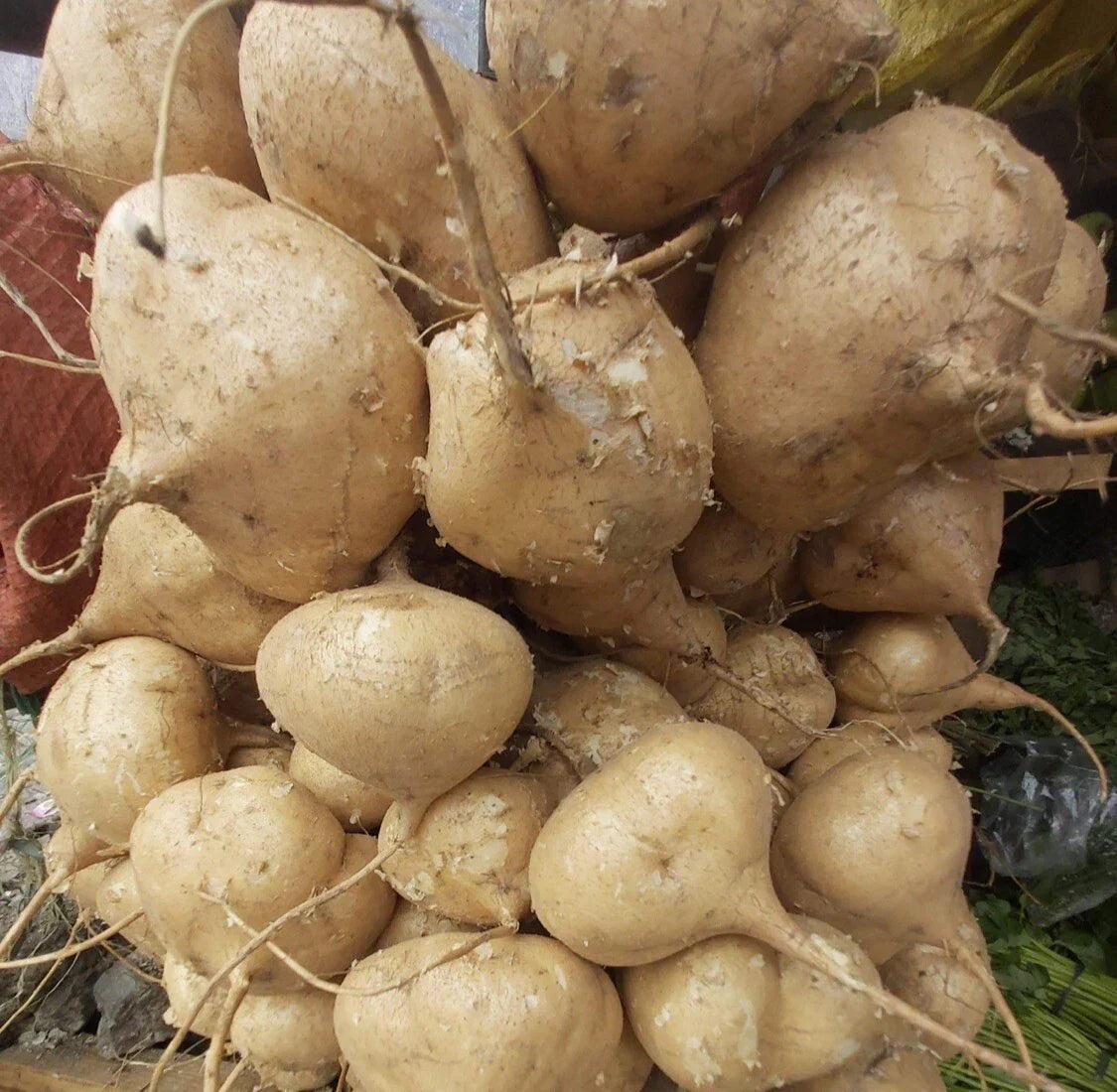 100 Seeds Mexican Yam Bean Root - Singkamas, Cu Dau, Man Kaew - Pachyrhizus erosus - Ideal for Organic Gardening and Planting