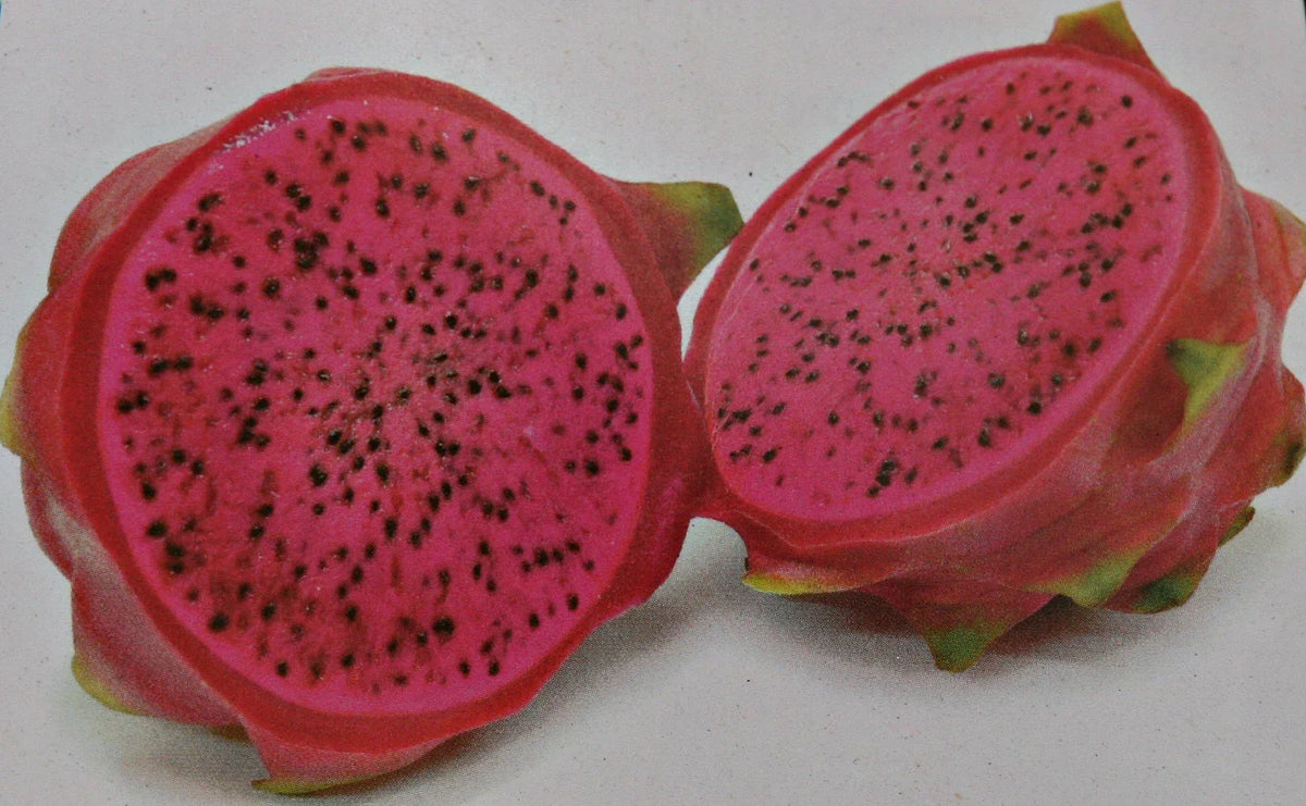 Unroot Cutting Halleys Comet Dragon Fruit 8" Red Flesh Pitahaya Hylocereus - Exotic Climbing Cactus for Home Garden