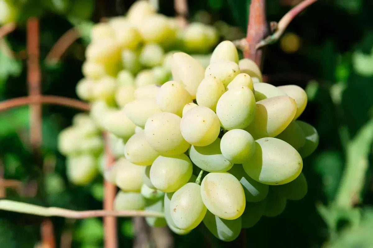 Rare Cotton Candy Grape Cuttings - 5 Rooting or Grafting Cuttings - Vitis vinifera - Easy to Grow Sweet Grapes for Gardens