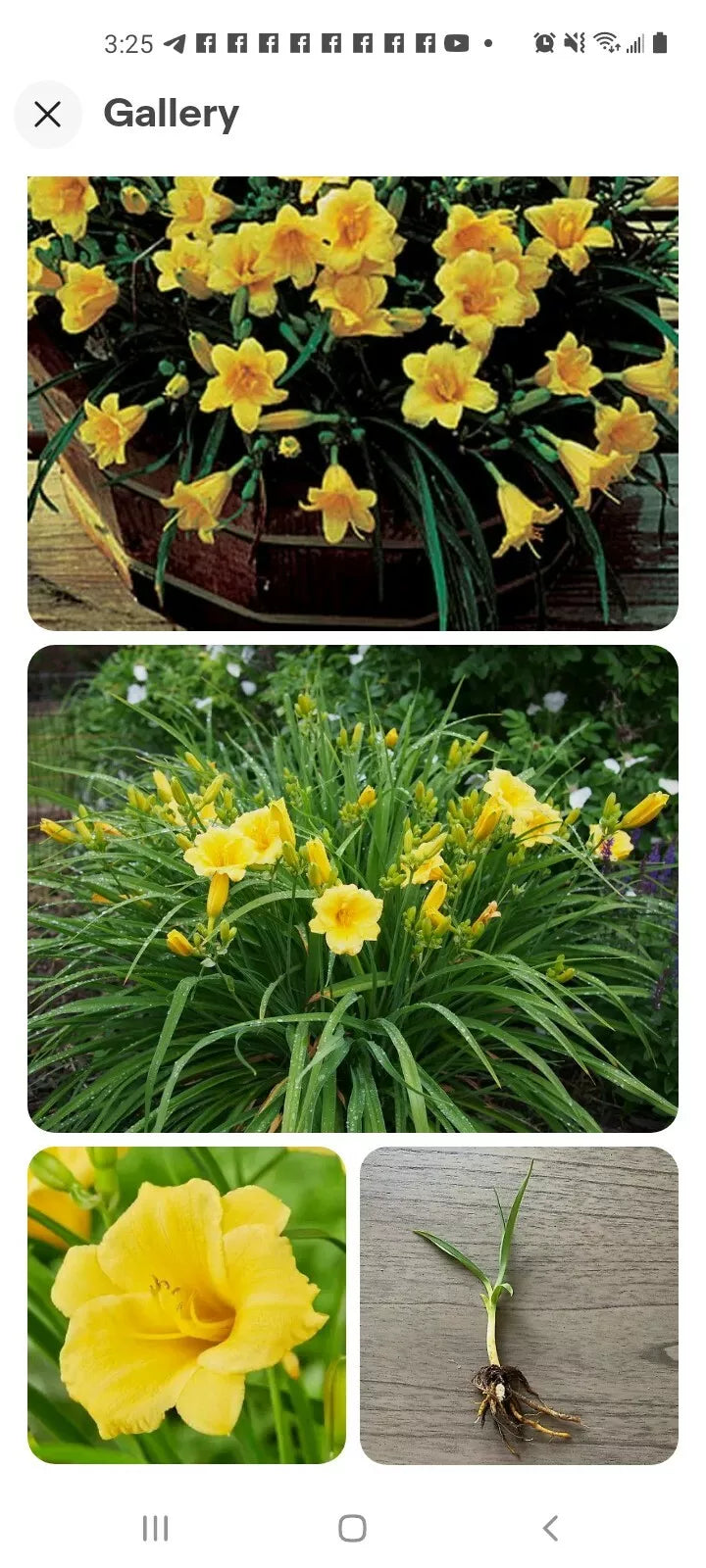 Stella De Oro Daylily Bare Root Plant, Yellow Hemerocallis, Reblooming, Drought Tolerant Outdoor Garden Flower