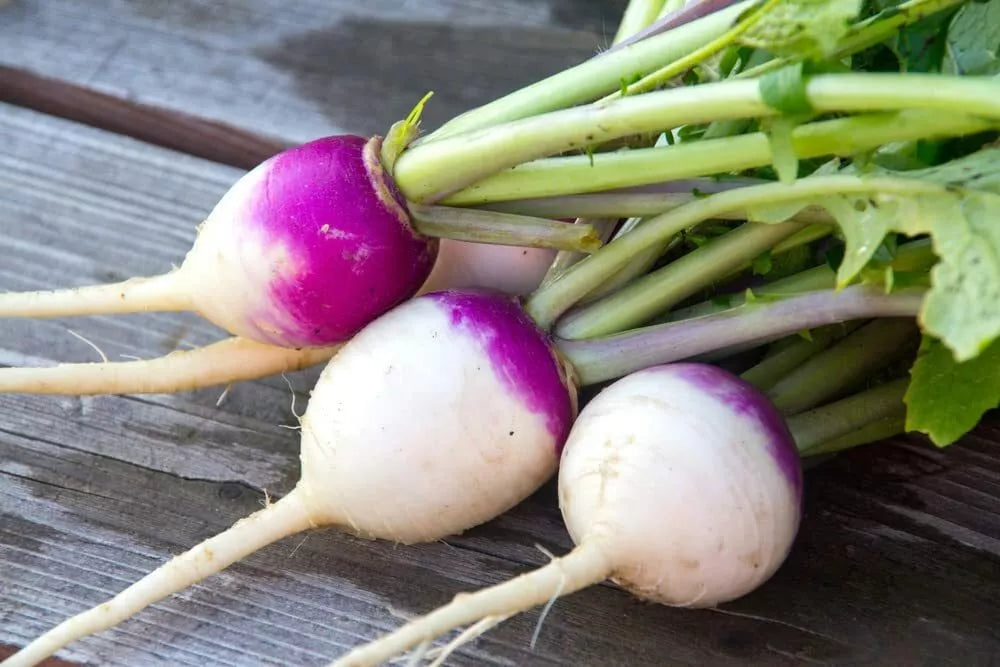 Purple Top Turnip Seeds - 1,000 Count - Brassica rapa - Ideal for Gardening and Culinary Use