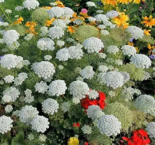 Bishop's Flower Seeds 100 Pack - Ammi majus - Exotic White Garden Flowers - Pollinator Friendly - Made in USA