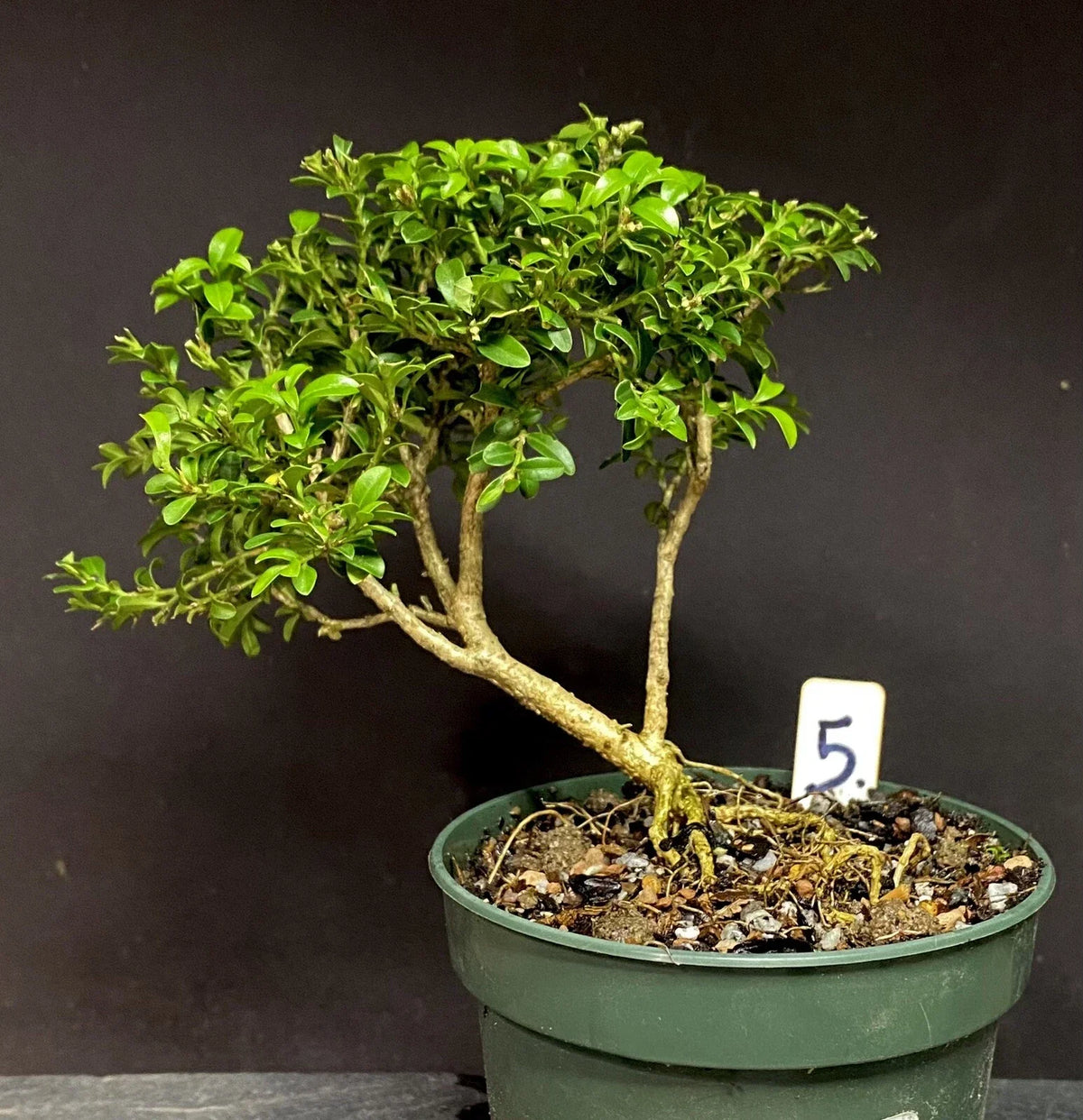 Bonsai Tree Pre Bonsai Kingsville Boxwood 8-10 Years Buxus microphylla var. japonica Compact Hardy Indoor Outdoor Plant