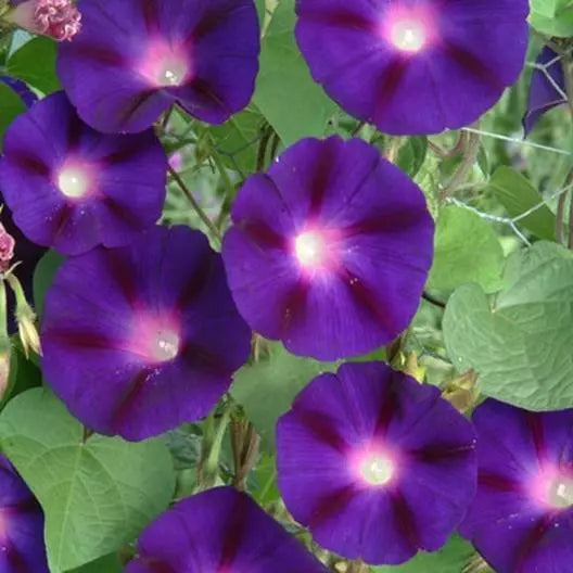 Morning Glory Seeds 100 Count - Grandpa Ott Purple Climbing Vine - Heirloom Non-GMO - Ipomoea purpurea