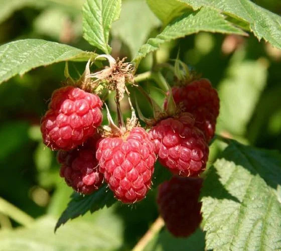 Coho Red Raspberry Starter Plant 5L - Rubus idaeus 'Coho' - Live Tray Grown Plant for Home Gardening, No Pot Included