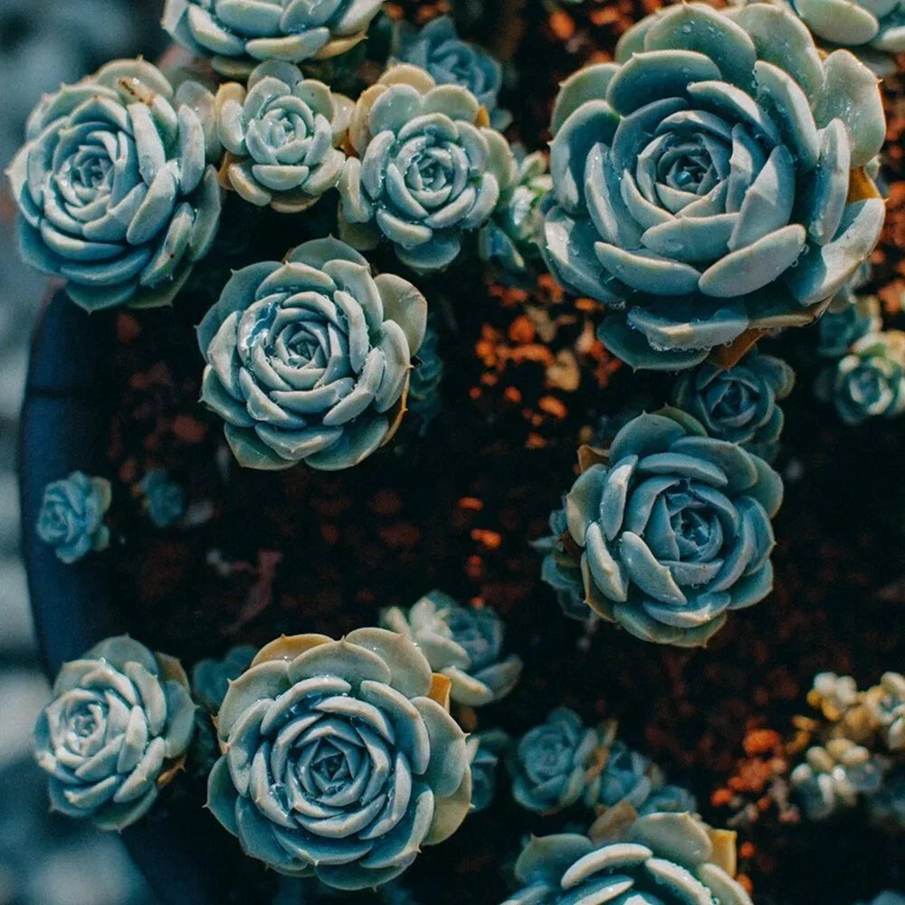 Blue Midnight Oil Succulent Seeds - 100pcs Lithops spp. - Vibrant Blue Hues for Garden or Indoor Planting