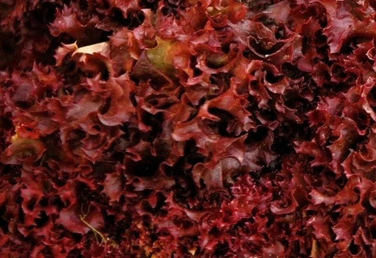 Ruby Red Lettuce Seeds - Heirloom Non-GMO - 600+ Count - Lactuca sativa - Vegetable Garden Seeds for Home Gardening