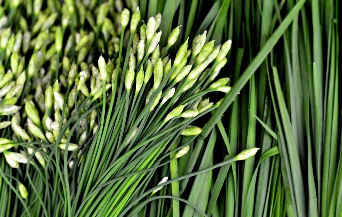 Garlic Chive Seeds - Heirloom NON-GMO - Allium tuberosum - Easy to Grow Culinary Herb - Free Shipping