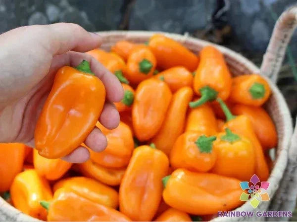 Lunchbox Sweet Pepper Seeds - 25+ Pack - Capsicum annuum - Non-GMO - USA Grown - Ideal for Small Gardens - Free Shipping