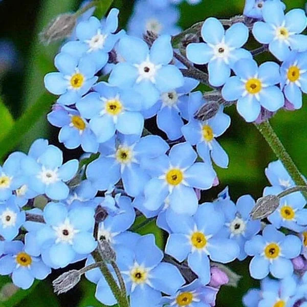 Forget Me Not Seeds - 500 Organic Seeds - Blue Flowers - Myosotis spp. - USA Grown - Non-GMO - Free Shipping