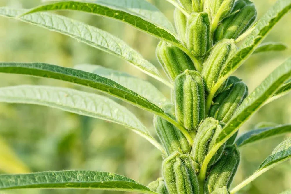 Sesame Seeds for Planting - High Oil Content, Attracts Game Birds - Sesamum indicum - Easy to Grow, Full Sun