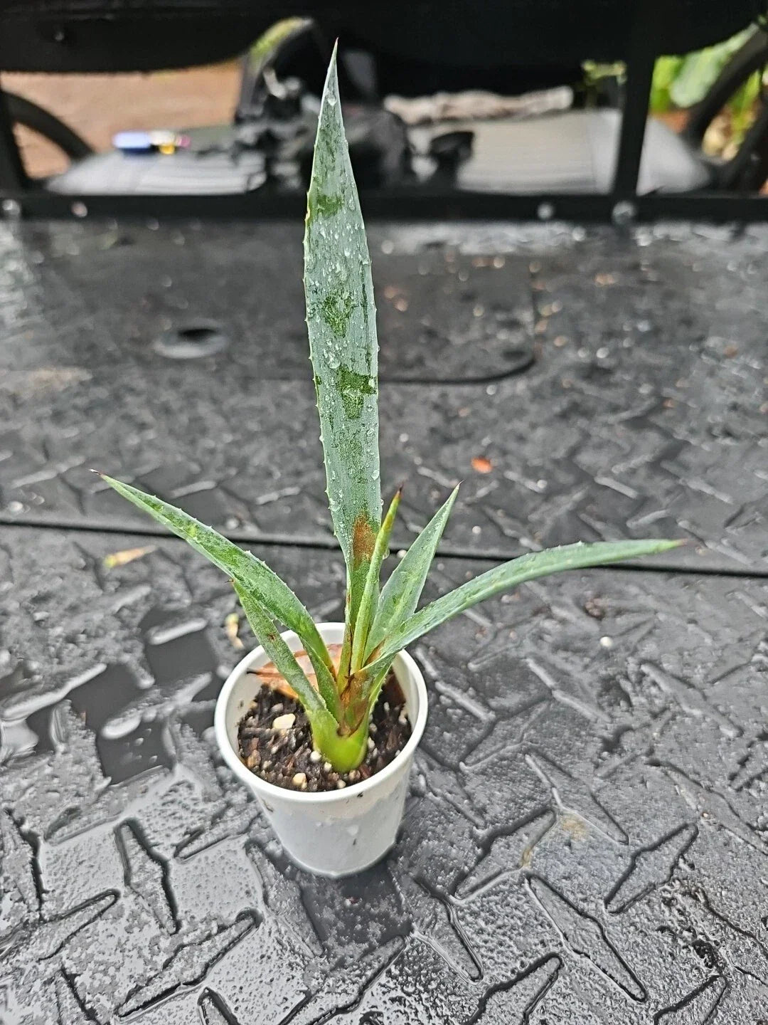 Agave Decipiens Succulent - 2" Pot - False Sisal - Drought-Tolerant Indoor Plant - Florida Agave - Low Maintenance