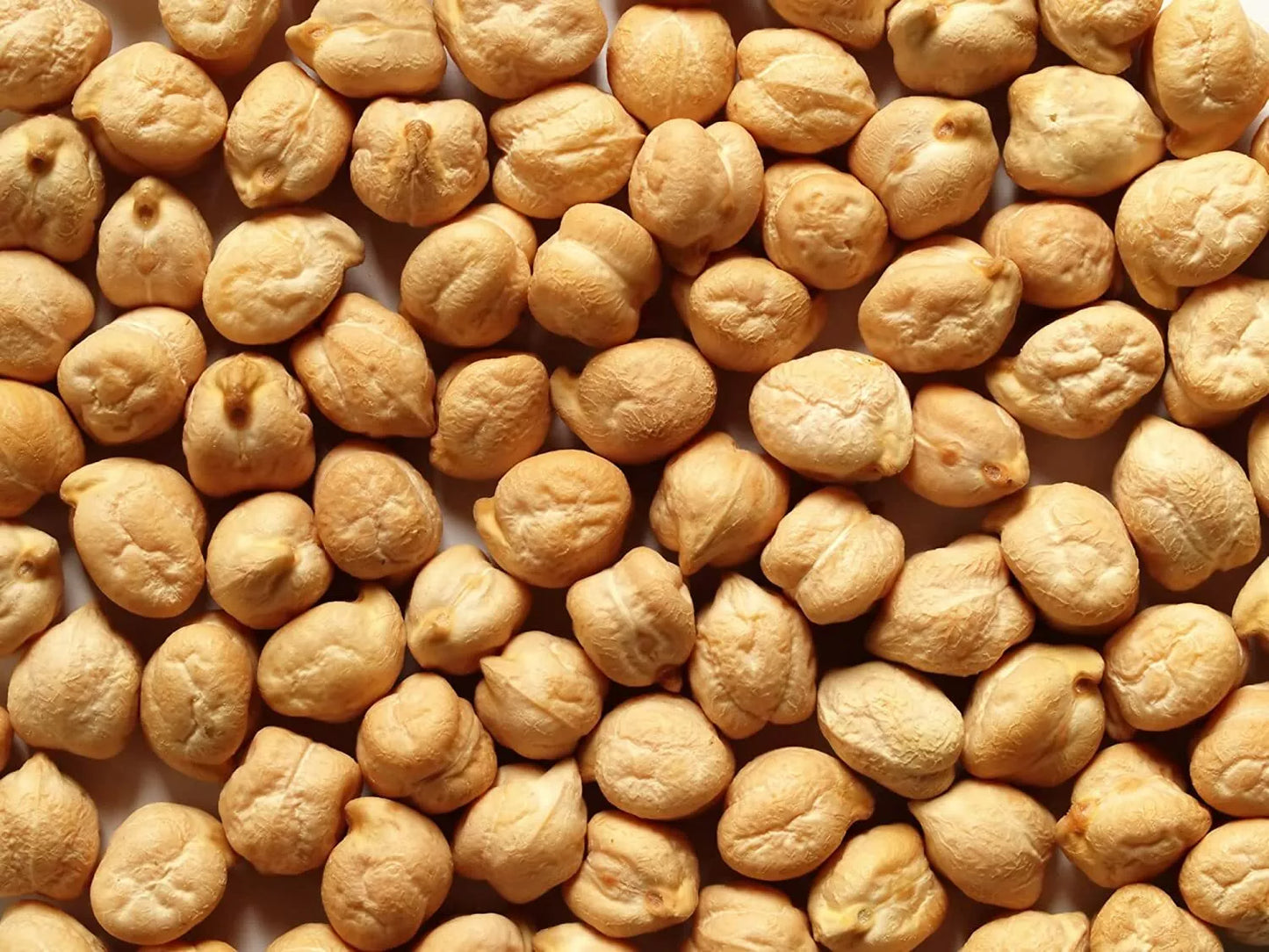 Garbanzo Bean Seeds 100 Count for Growing Chickpeas Cicer arietinum