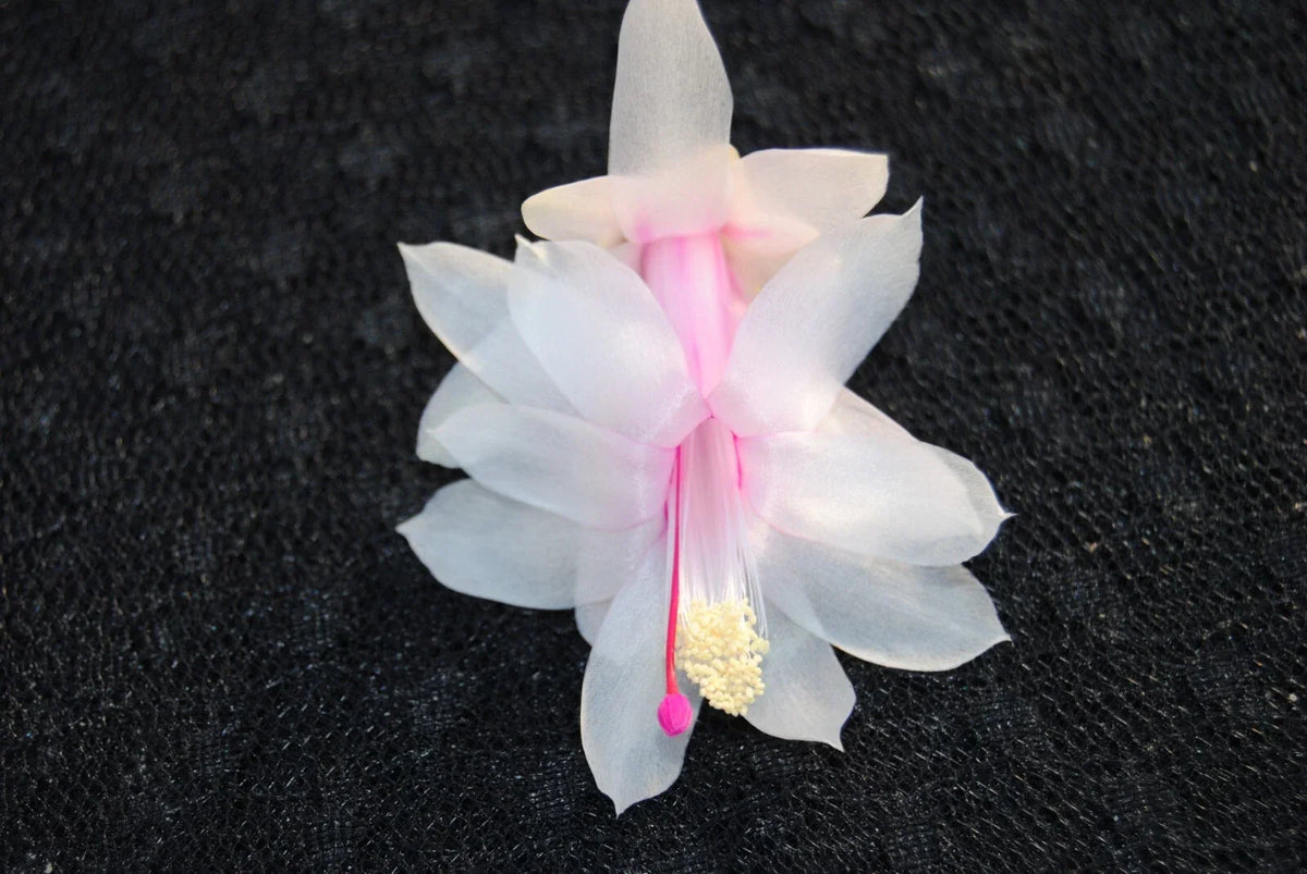 Christmas Cactus Starter Plant - Small Schlumbergera Truncata - Healthy & Vibrant - Ideal for Home Decor & Gifts