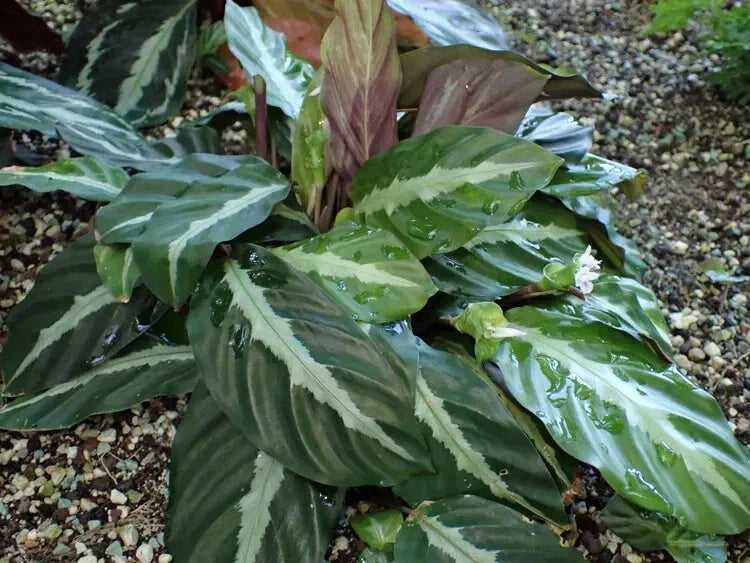 Calathea Seeds - 25+ Undulata Variety - Calathea leuconeura var. undulata - Tropical Foliage for Garden Planting - USA