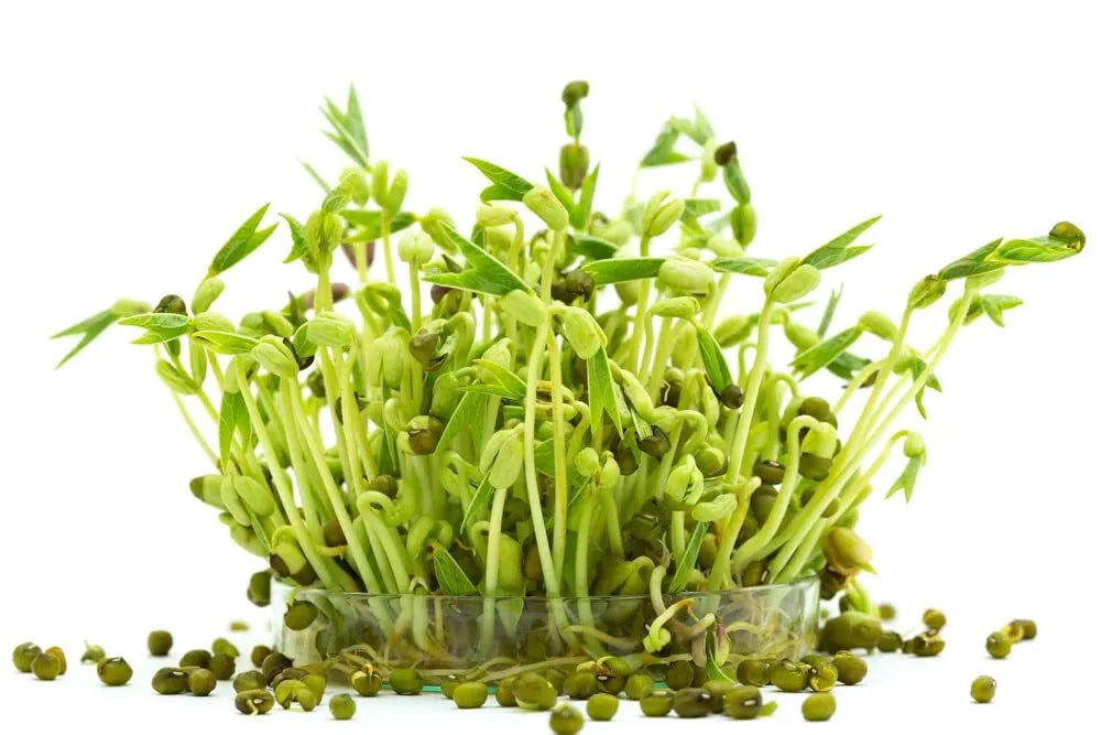 Mung Bean Sprouts Seeds - 100 Seeds - Vigna radiata - Non-GMO, Fast Germination, Nutrient-Rich for Home Gardening
