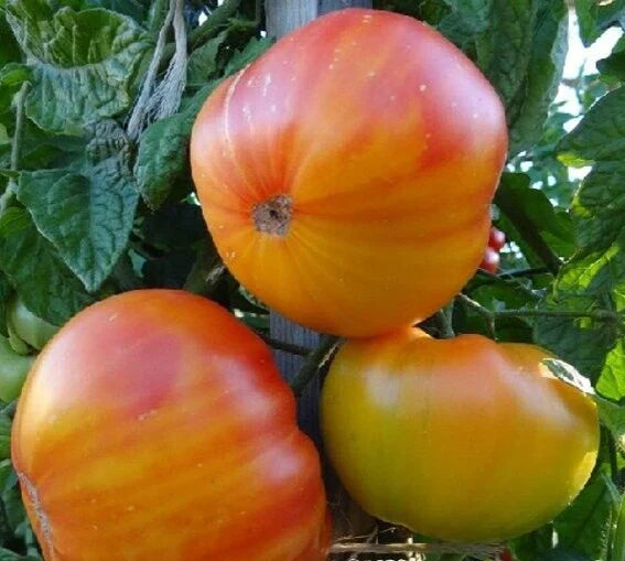 Pineapple Tomato Seeds 50+ Indeterminate Heirloom Vegetable Seeds Solanum lycopersicum - Sweet Yellow-Orange Tomatoes