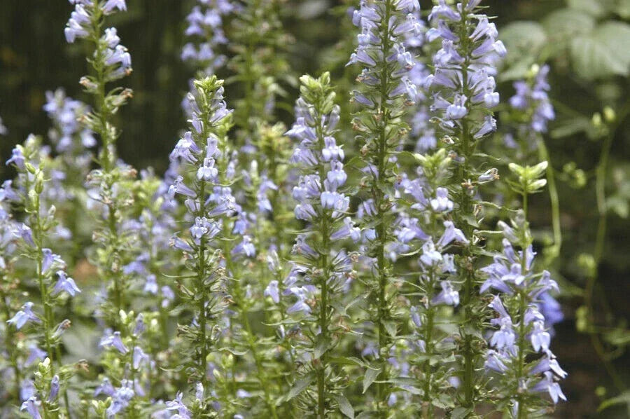 Great Blue Lobelia Seeds - Drought Tolerant Native Wildflower for Shade Gardens - Lobelia siphilitica - 100 Seeds