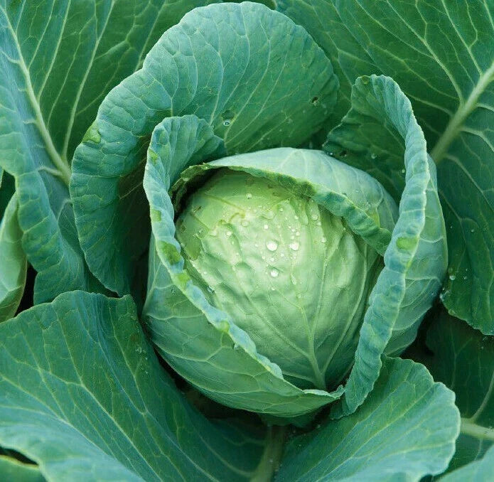 Cabbage Seeds 300+ All Seasons Culinary Vegetable Brassica oleracea - Heirloom, Easy Grow, Free Shipping