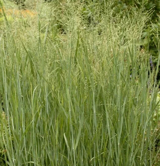 Switch Grass Seeds 500+ Pack, Perennial Ornamental Grass, Panicum virgatum, Drought-Tolerant, Wildlife Friendly