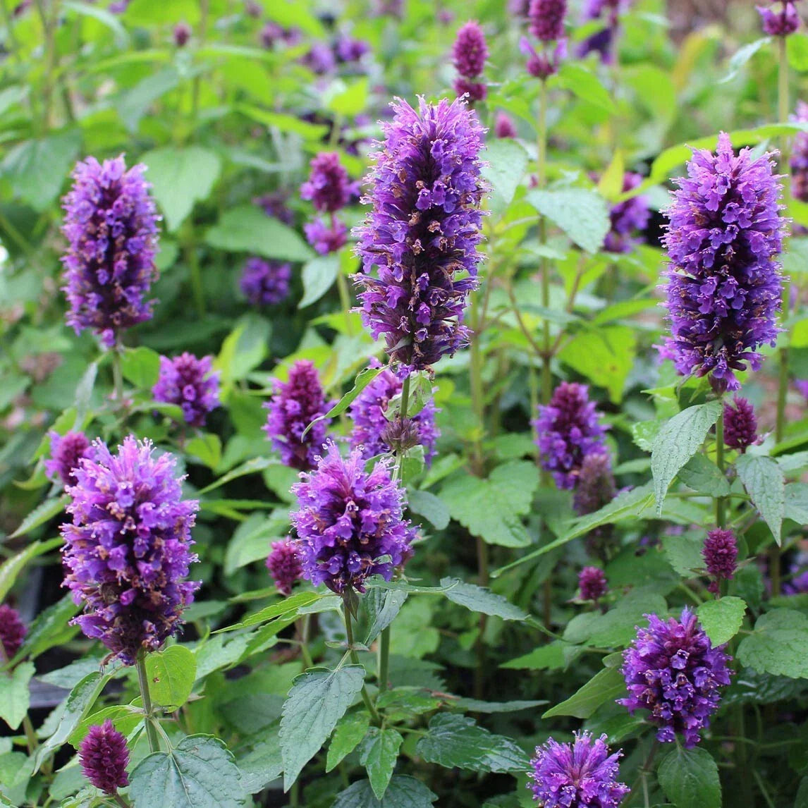 Hummingbird Mint Live Plant Plug - Agastache 'Blue Boa' - Well-Rooted Perennial Herb for Pollinators - Vibrant Blue Flowers
