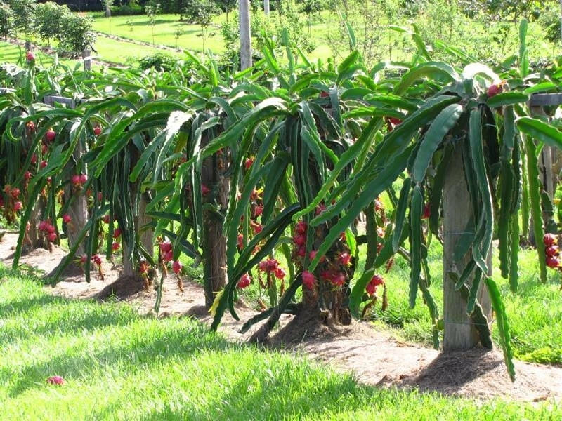Dragon Fruit Cutting 6+ Inches Organic White Pitaya Hylocereus undatus - Exotic Cactus for Home Gardening