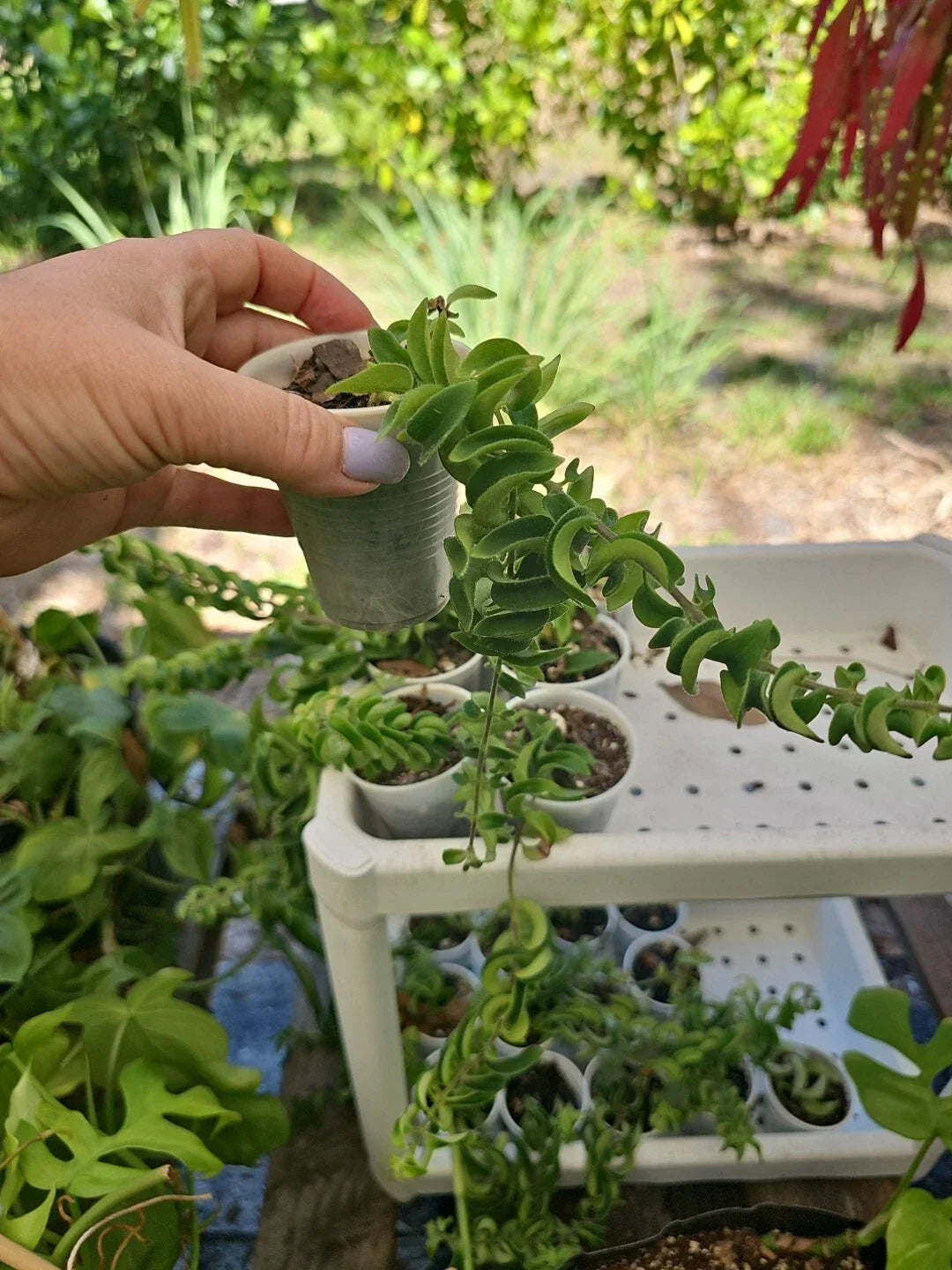 Lipstick Plant 2.5" Pot Twisted Rasta Aeschynanthus radicans - Unique Indoor Houseplant with Vibrant Flowers
