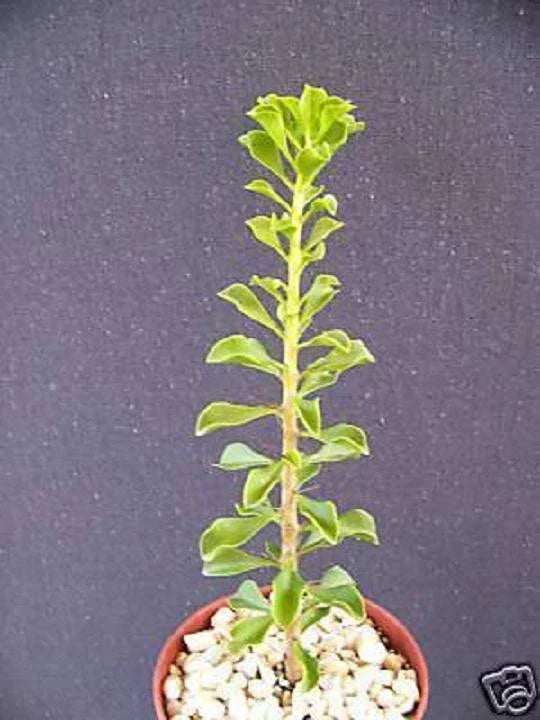 Rare Cacti Plant 4" Pereskia portulacifolia Bonsai Caudex Cactus Aloe - Exotic Indoor Outdoor Succulent