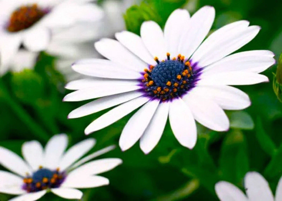 Cape Daisy Seeds 30 Pack - Colorful African Daisy - Osteospermum - White Yellow Purple Blooms - Easy to Grow Garden Flowers