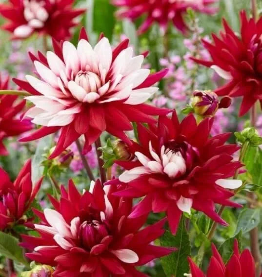 Dahlia Tubers 2-Pack, Giant Red & White "Rebecca's World", Dahlia pinnata for Planting, Vibrant Summer Blooms