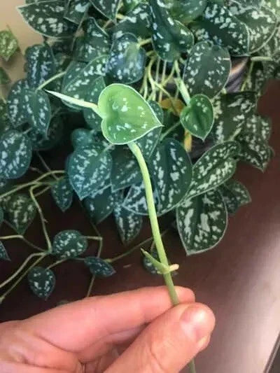 Unrooted Cuttings Scindapsus Pictus Rare Houseplant 5 Leaves 1 Node Indoor Plant Decor Silver Pothos
