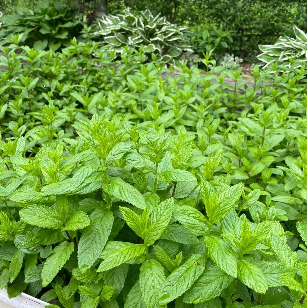 Spearmint Live Plants (4 Bare Root) Organic Mint - Mentha spicata for Indoor/Outdoor Cultivation, Medium Water Needs