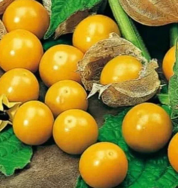 Pineapple Tomatillo Seeds 50+ Pack, Organic Heirloom, Physalis ixocarpa, Sweet Tangy Flavor, Garden Vegetable