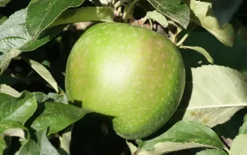 Granny Smith Apple Seeds - 25+ Non-GMO Seeds - Malus domestica - USA Grown for Home Gardening