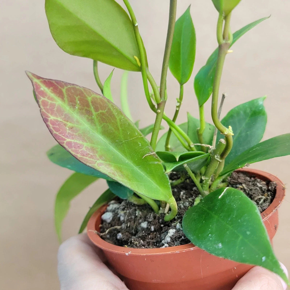 Hoya Sunrise Live Plant 4” Pot - Rare Hoya Carnosa with Variegated Foliage - Easy Care Indoor Houseplant