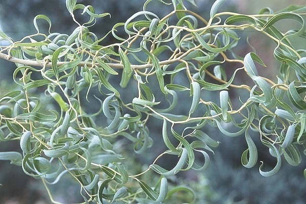 Curly Willow Tree Cuttings - 5 Stem Cuttings, Corkscrew Willow, Salix matsudana ‘Tortusa’ for Easy Propagation and Garden Design