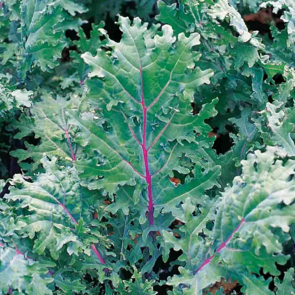 Red Kale Microgreen Seeds 16 Ounces - Brassica oleracea Var. Sabellica - Organic Non-GMO Sprouting Seeds for Home Gardening